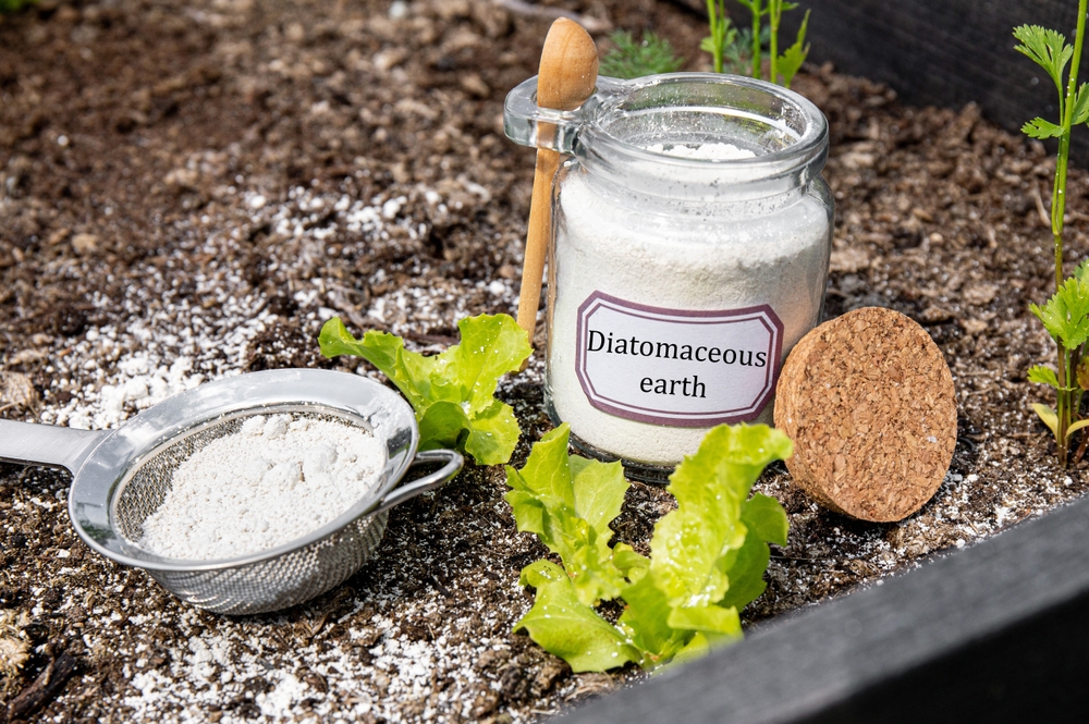 Jar labeled 'Diatomaceous Earth' next to a garden bed sprinkled with diatomaceous earth powder, a natural substance used to control pests like bed bugs.