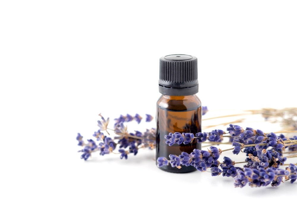 Small amber bottle of lavender essential oil next to dried lavender flowers, used as a natural remedy to repel bed bugs.